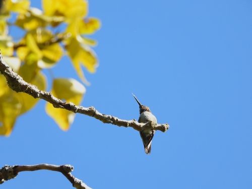 Anna's Hummingbird