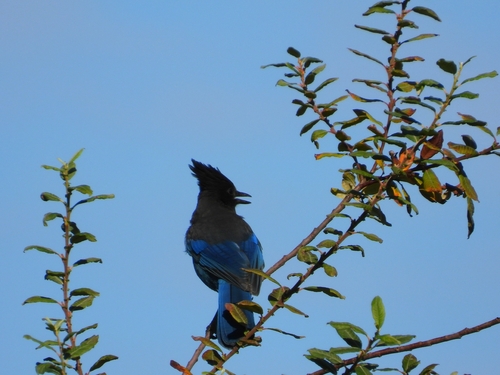 Steller's Jay