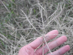 Chloris verticillata