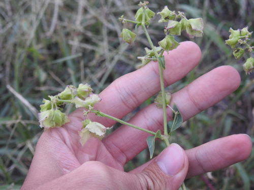 Mirabilis nyctaginea, photograph 4