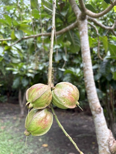 Barringtonia racemosa observed 2026-09-14