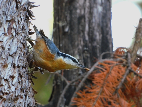 Red-breasted Nuthatch