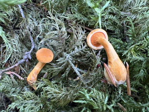 False Chanterelle