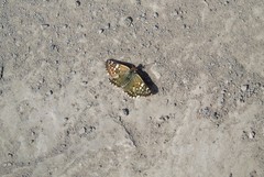 Chirgus bocchoris trisignatus