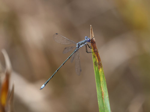 Spotted Spreadwing