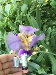 Iris × germanica