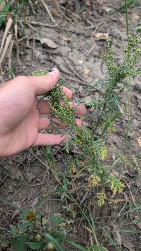 Artemisia biennis