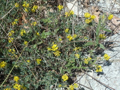 Medicago cretacea