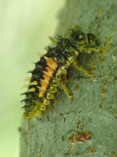 Asian Lady Beetle