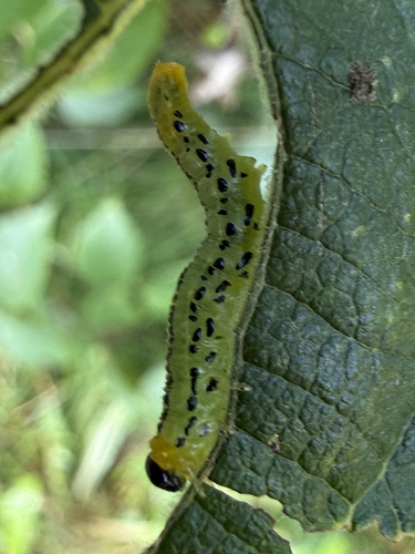 Lesser Willow Sawfly