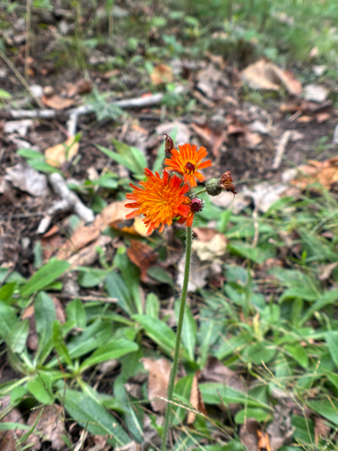 orange hawkweed