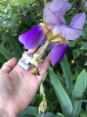 Iris × germanica