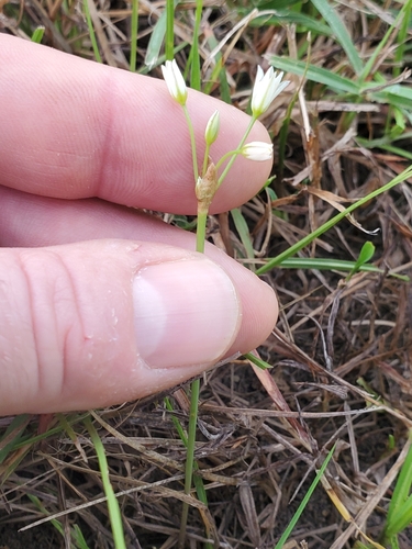 Nothoscordum bivalve, photograph 6