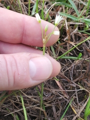 Nothoscordum bivalve, photograph (c) Will Kuhn, some rights reserved (CC BY)