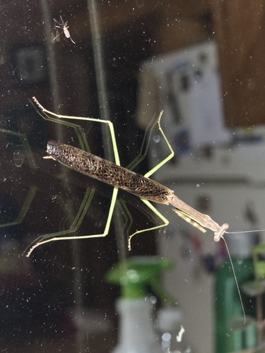 Carolina Mantis