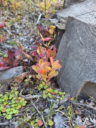 Geocaulon lividum, photograph 5