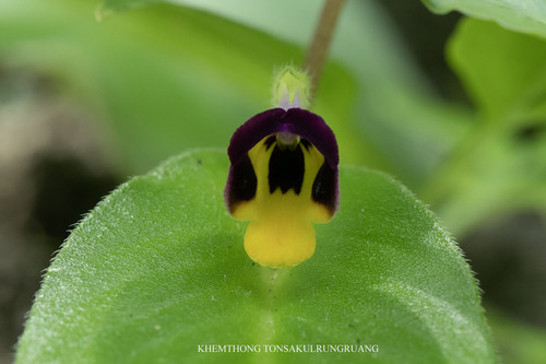 Microchirita simia