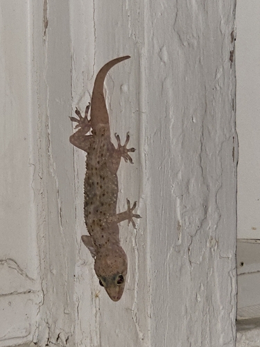 Mediterranean House Gecko