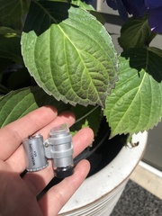 Hydrangea macrophylla