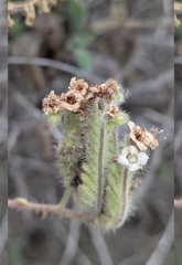 (c) My-Lan Le, some rights reserved (CC BY) Phacelia ramosissima, photograph (c) My-Lan Le, some rights reserved (CC BY)