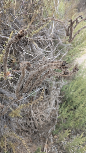 Phacelia ramosissima, photograph 2