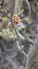 (c) My-Lan Le, some rights reserved (CC BY) Phacelia ramosissima, photograph (c) My-Lan Le, some rights reserved (CC BY)