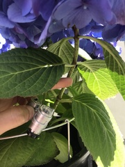 Hydrangea macrophylla