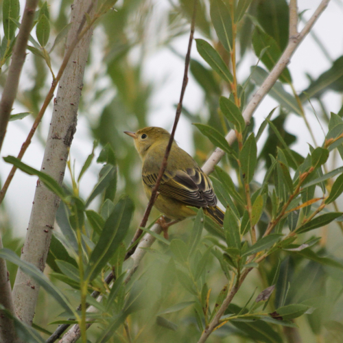 Northern Yellow Warbler