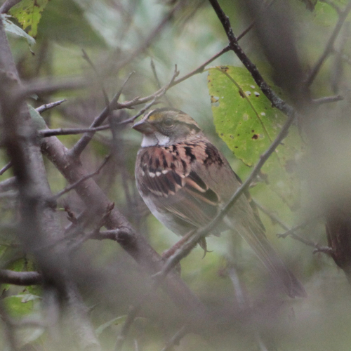 White-throated Sparrow
