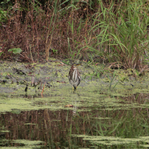 Green Heron