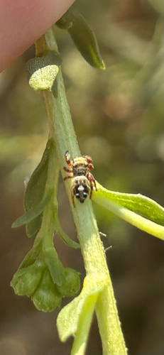 Bold Jumping Spider