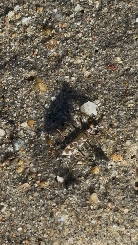 S-banded Tiger Beetle