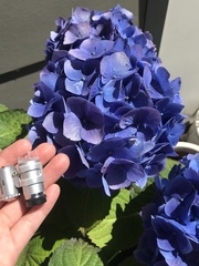 Hydrangea macrophylla