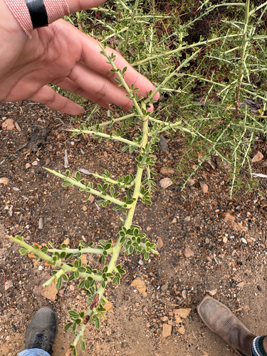chaparral pea