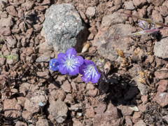 Phacelia linearis