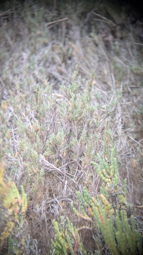 Distichlis littoralis