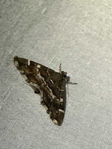Spotted Beet Webworm Moth
