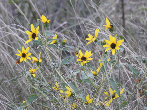 Helianthus petiolaris, photograph 3
