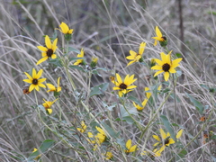 Helianthus petiolaris, photograph author not stated, no rights reserved