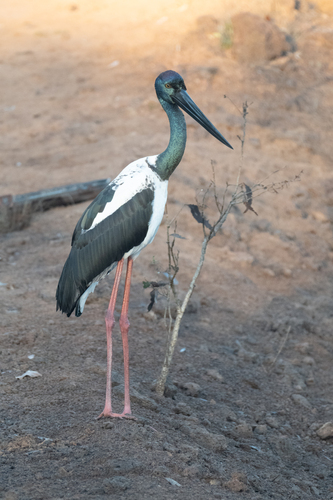 Black-necked Stork