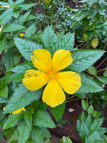 Turnera ulmifolia observed 2026-09-17