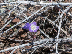 Phacelia linearis