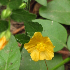 Pseudabutilon
