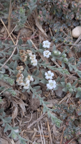 Cressa truxillensis