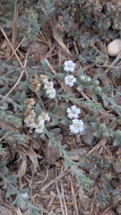 Cressa truxillensis