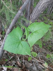 Parasenecio hastatus
