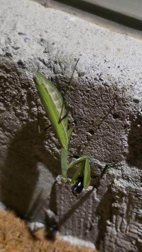 European Mantis