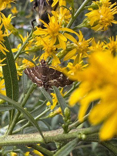 Spotted Beet Webworm Moth