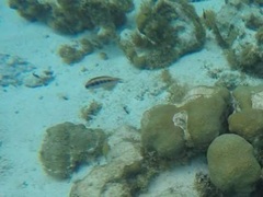 Thalassoma bifasciatum