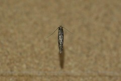 Lindera tessellatella